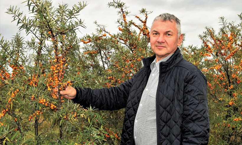 Ūkininkas šaltalankių plantacijoje, rankoje laiko oranžinių uogų šakelę
