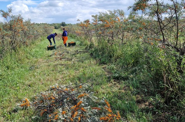 Du darbuotojai renka šaltalankius plantacijoje, šalia stovi pilnos dėžės
